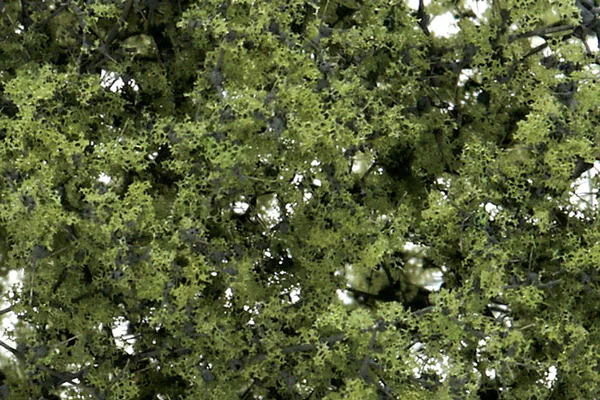 Hovedbilde Woodland - Fine leaf foliage, light green