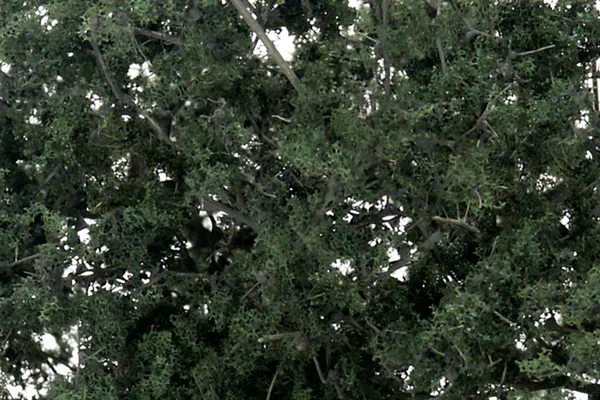 Hovedbilde Woodland - Fine leaf foliage, dark green