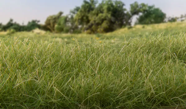 Hovedbilde Woodland - Field System, Statisk gress, med green 2mm